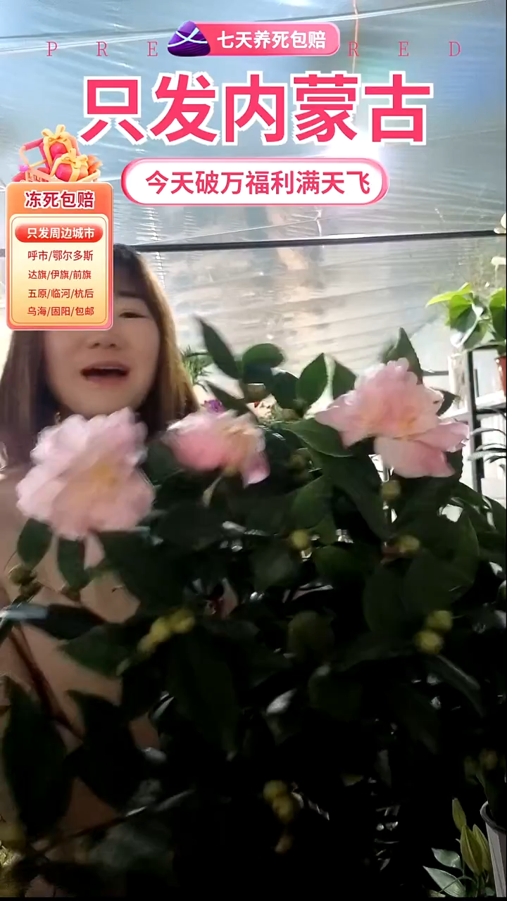 完全开放香妃茶花