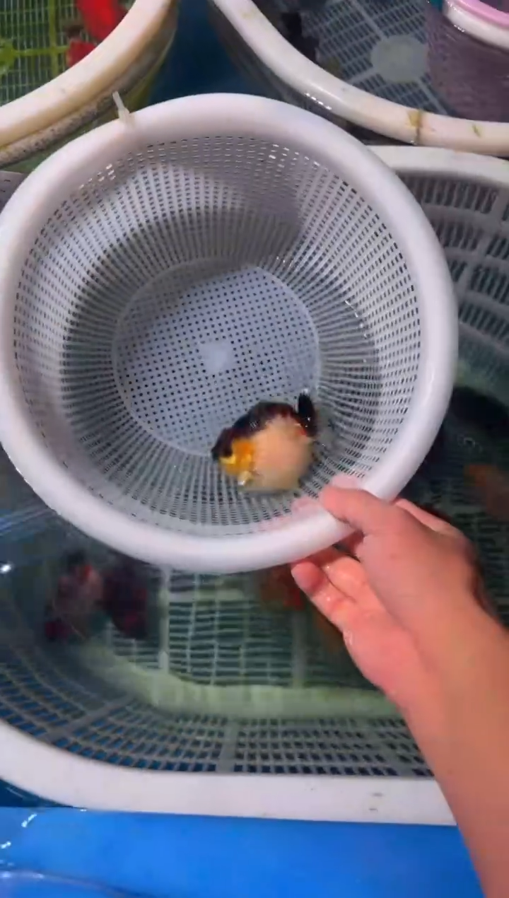 狮头鱼短尾将军狮，两条包邮，一条加拍包装费，未拍到付