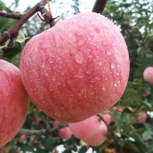 【甜脆多汁】新鲜苹果水果 栖霞红富士苹果 雹伤果 介意慎拍