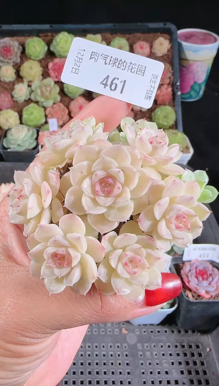 1202-461ppt40多肉群生不包整