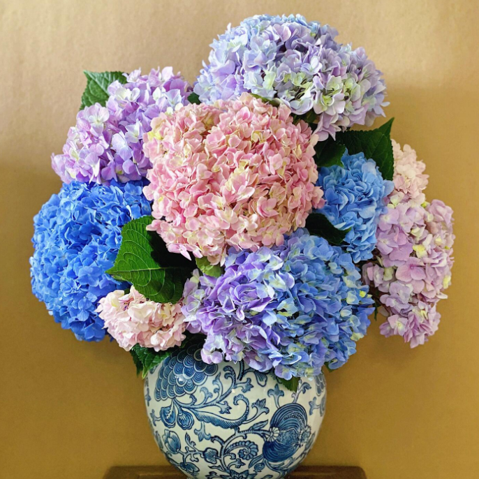 顺丰次日达【 不支持单拍 和鲜花一起拍 】一支 绣球花（颜色随机）