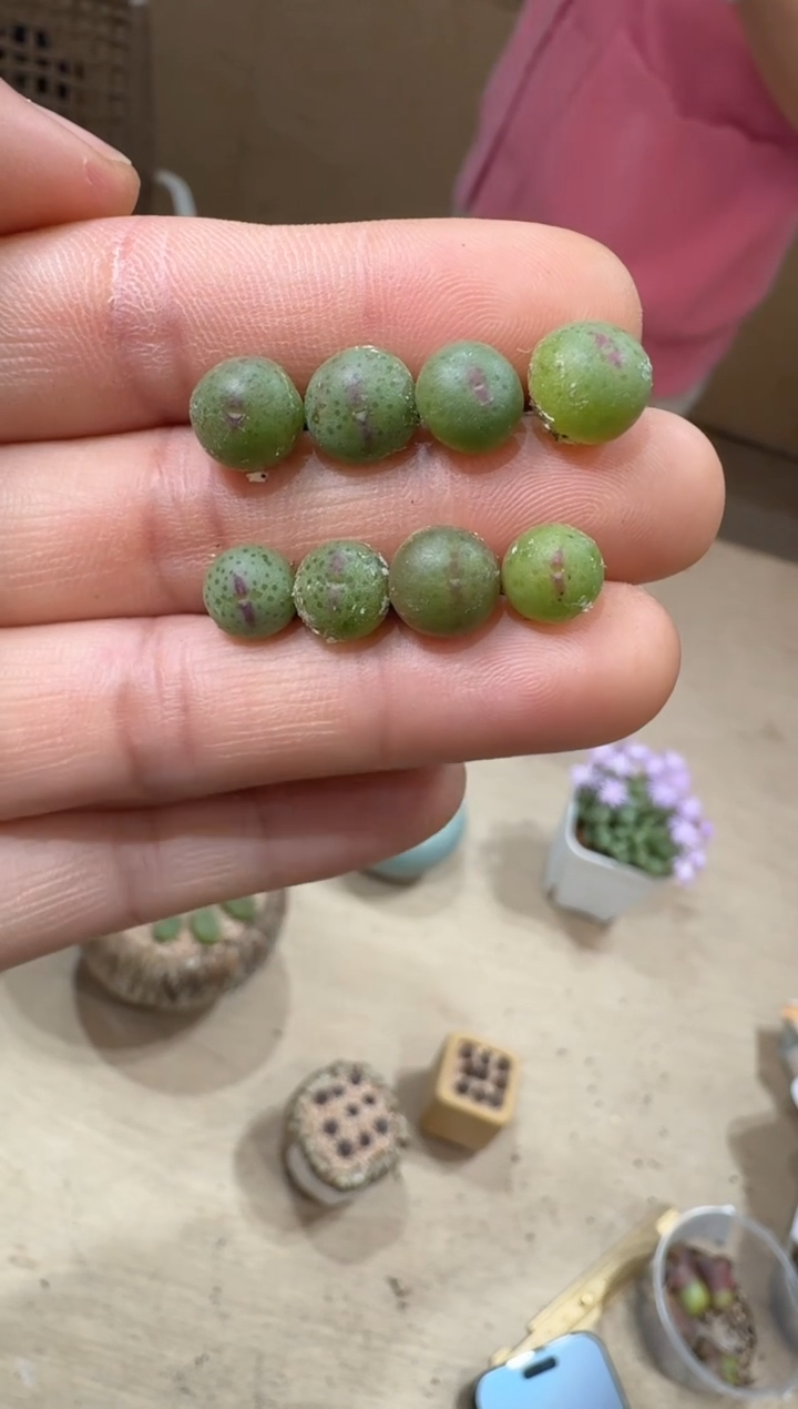 12-26多肉植物肉锥皮卡丘一颗