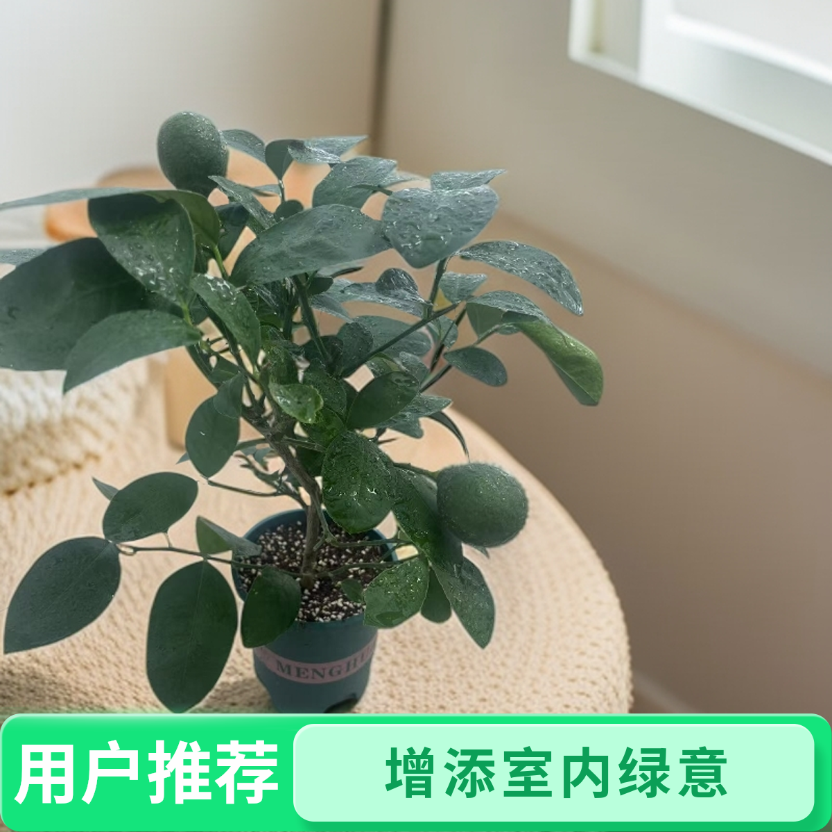 北京柠檬盆栽 带果（1加仑带盆）室内观赏种植 花香 叶香 果香 