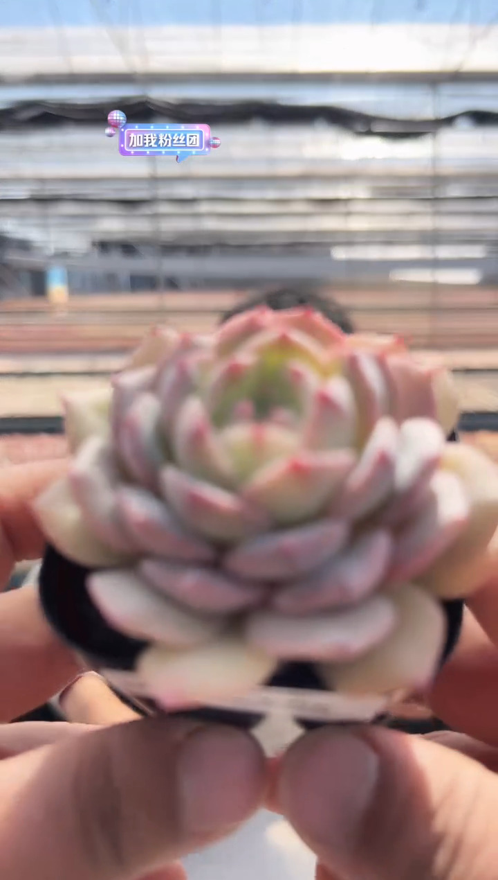 【闪购商品】福利多肉-505