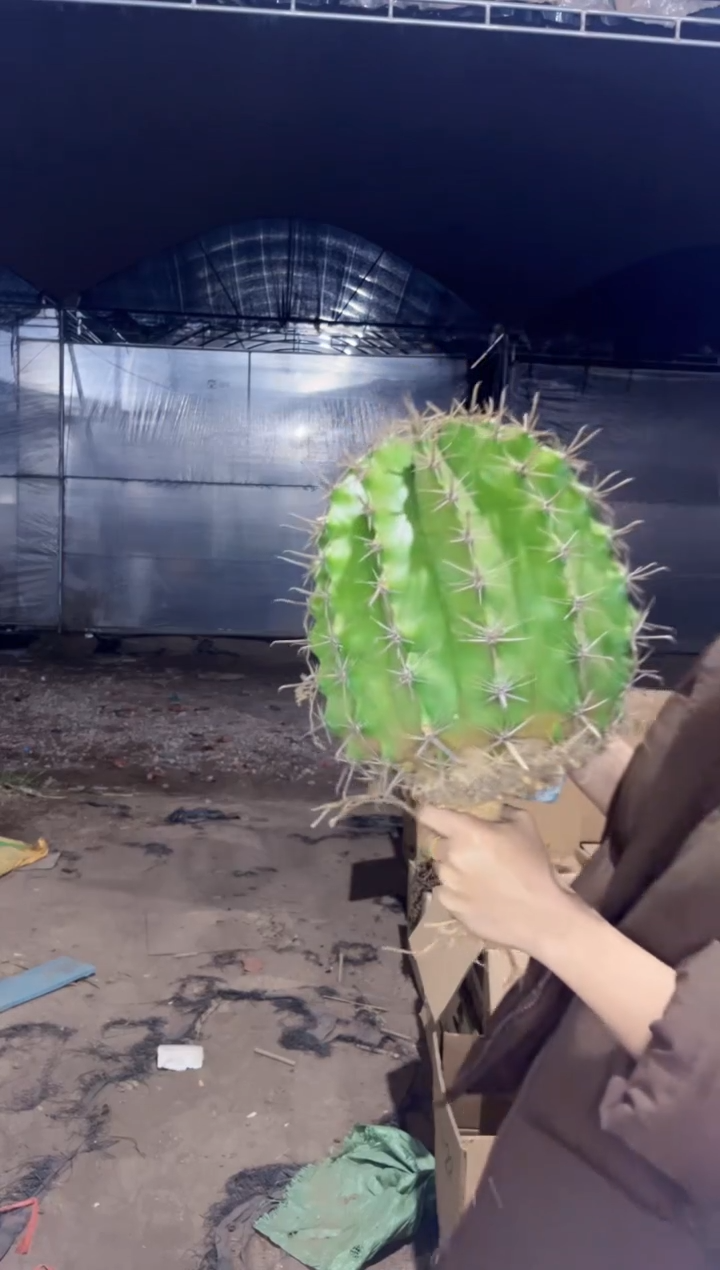 【闪购商品】超大 雎鸠玉 22-30cm