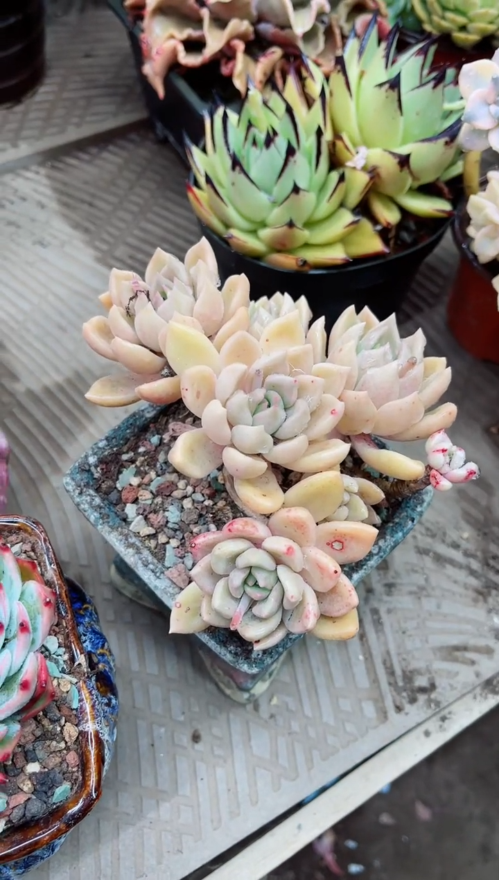 【闪购商品】22020