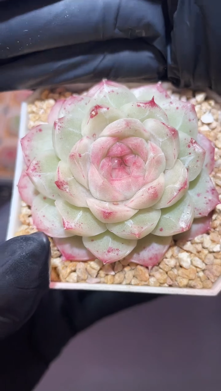 闪购704莫奈花园 多肉一颗 