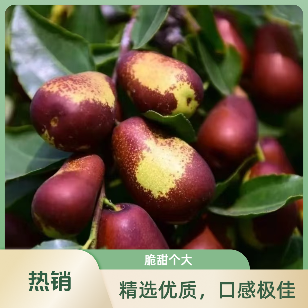 壶瓶枣，大果，两斤【火爆热卖】