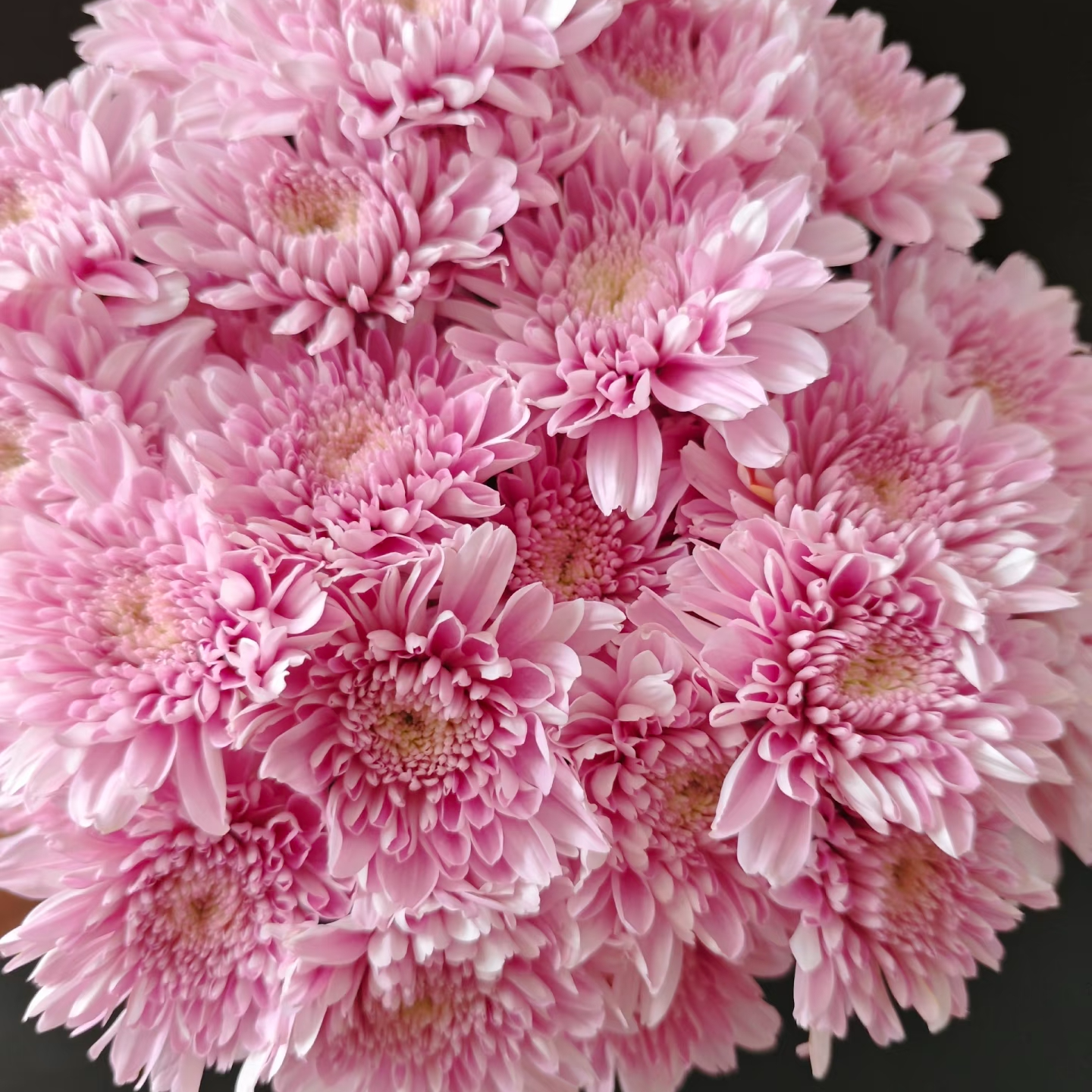 【卡琳巴深粉】任意两单京东包邮（一单要+5元运费） 浅水养护