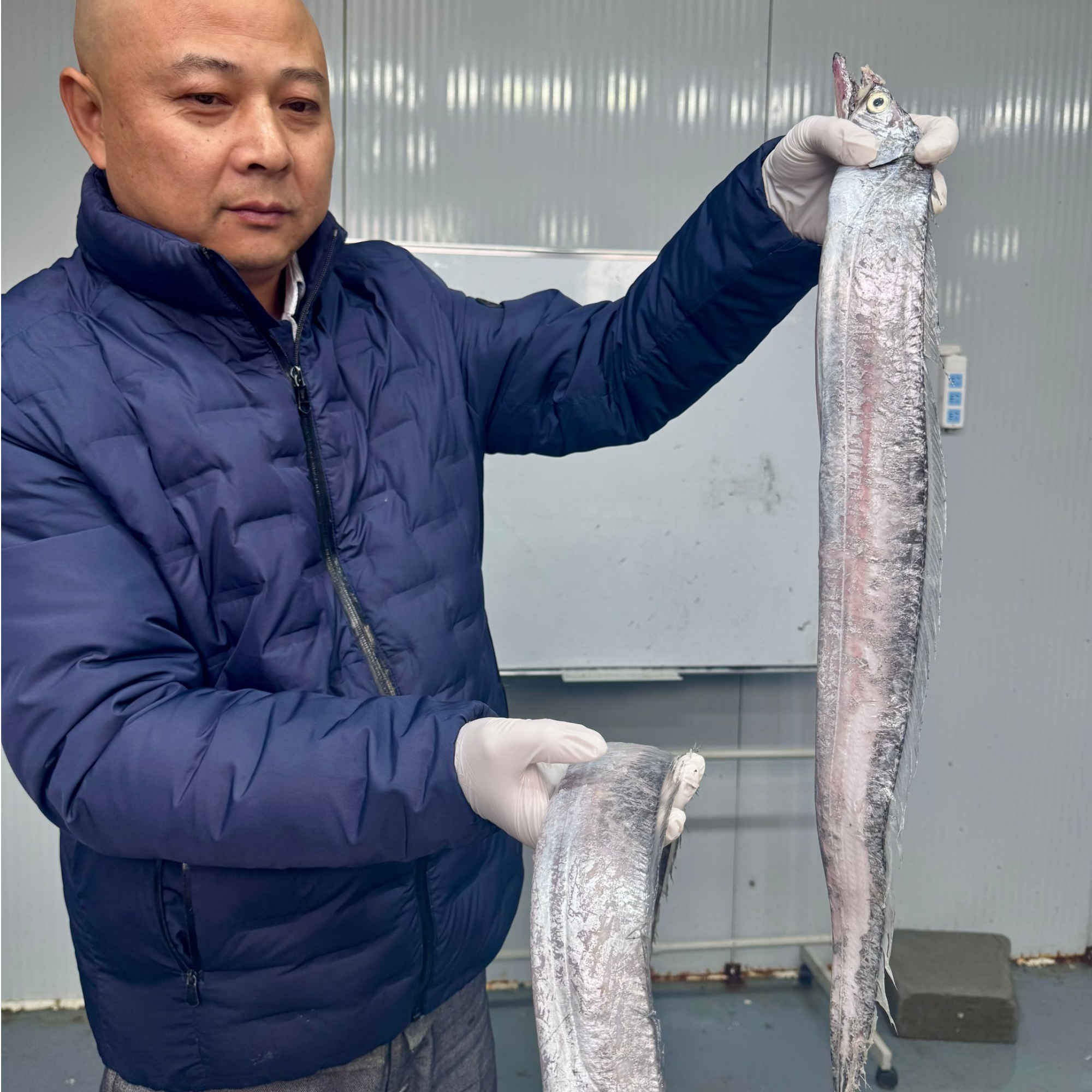 【宁东宴专属】东海野生雷达网带鱼