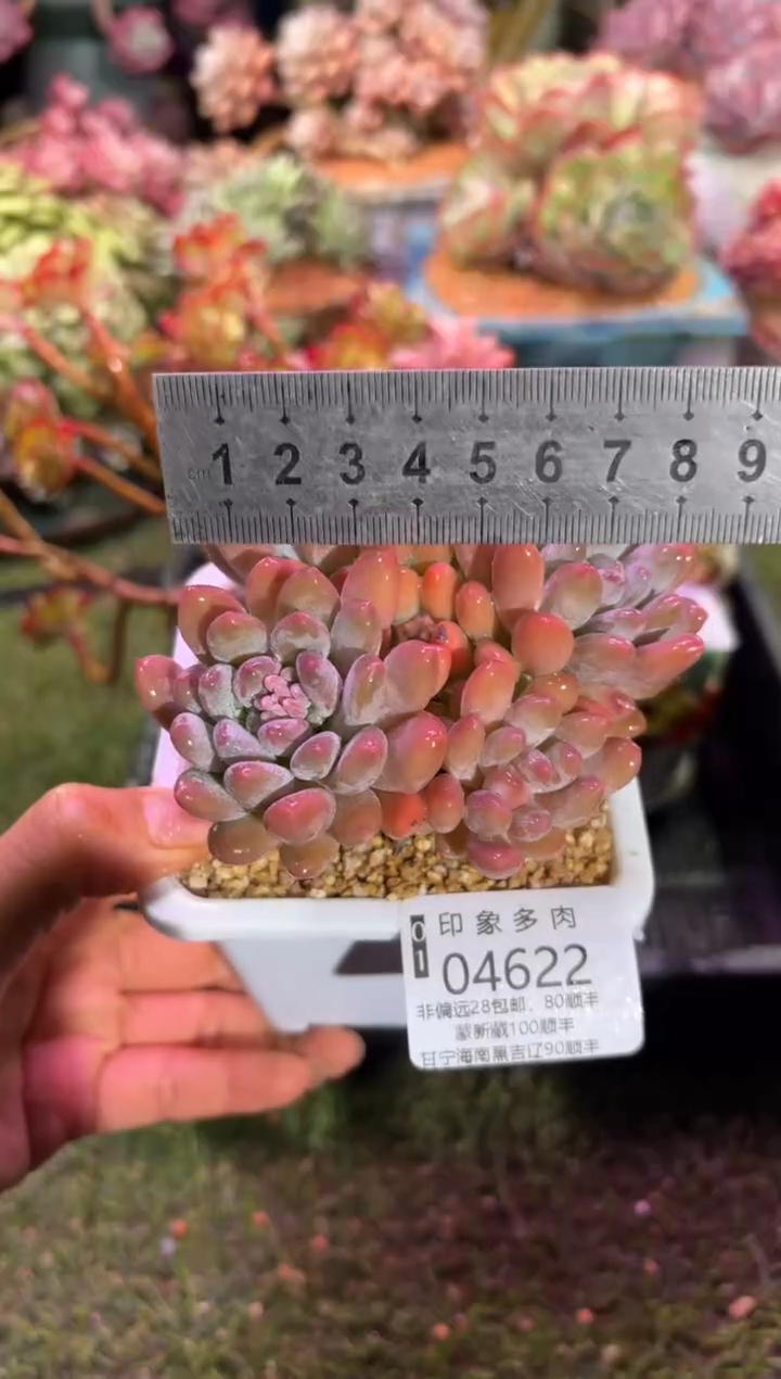 【闪购商品】04622