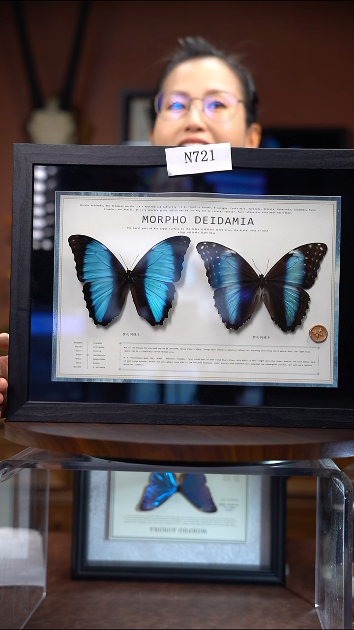 N721   梦幻闪蝶雌雄组合