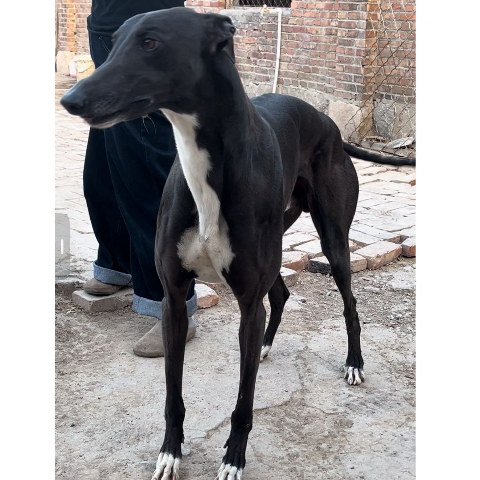 【通灵犬舍】大灵缇犬繁育