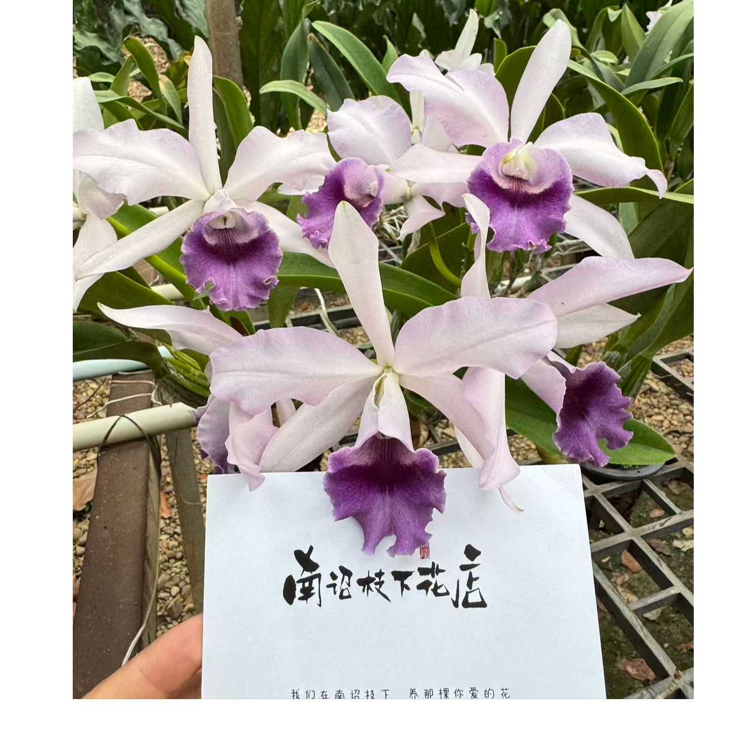 【南诏优选】三岛蓝精灵卡特兰 大花清新仙气洋兰 室内开花绿植