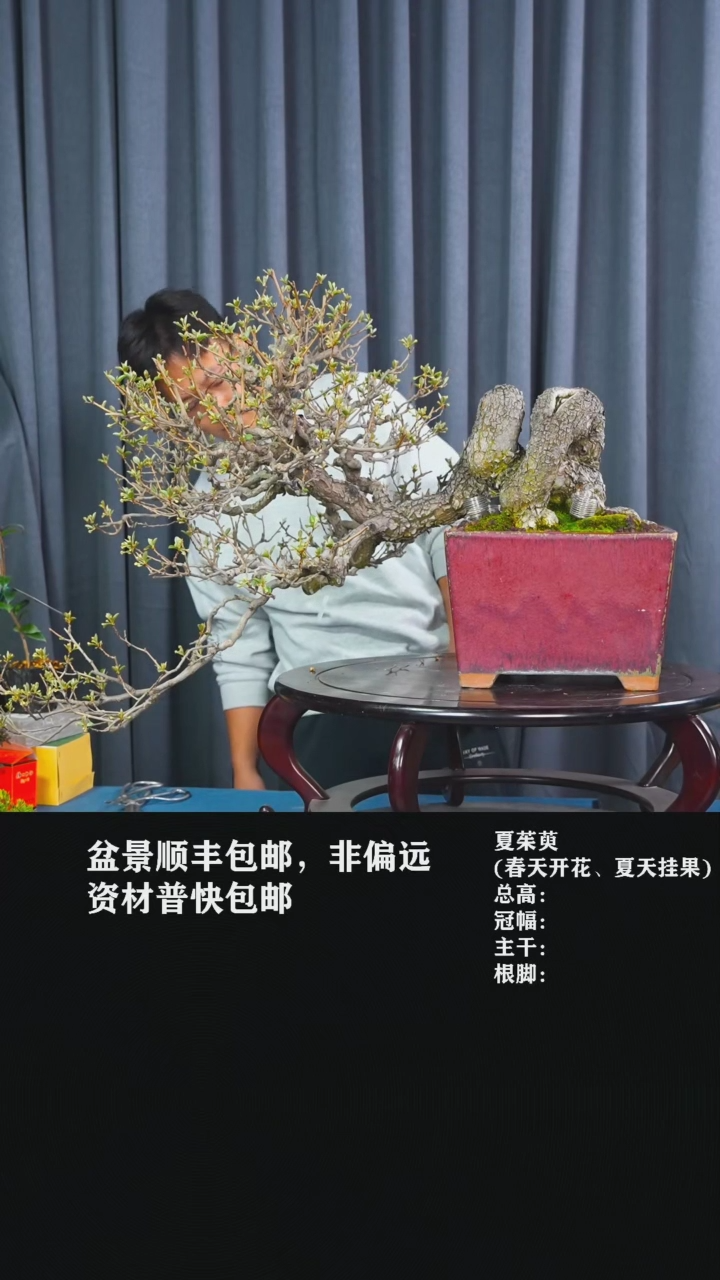 【闪购商品】夏茱萸