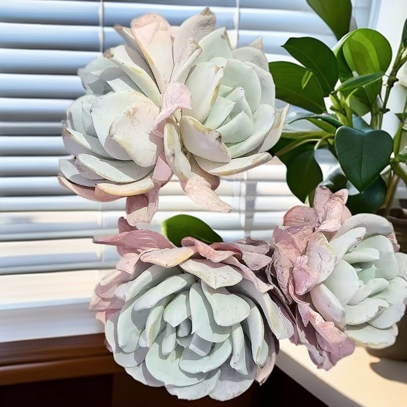 雪特脱土 小谢多肉植物庭院净化空气耐旱散光种植