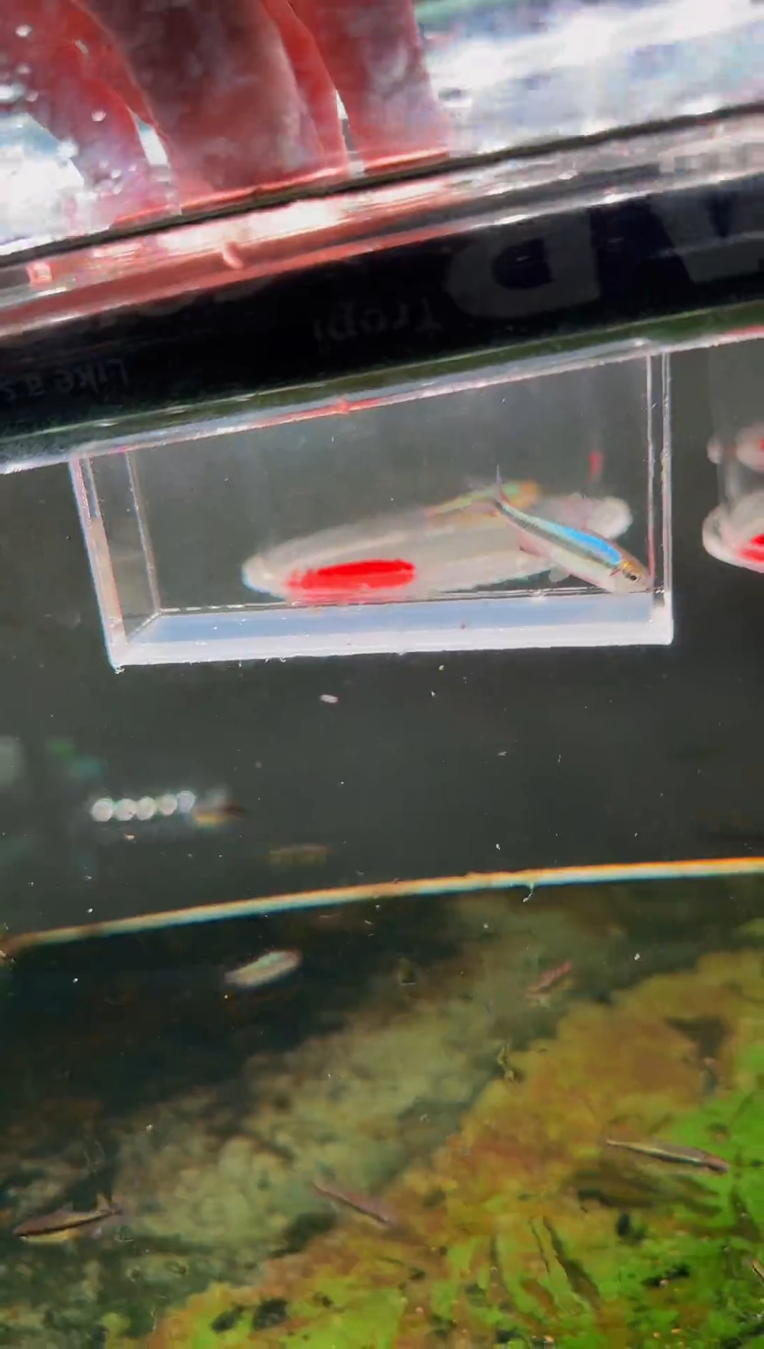 灯科鱼新流域缎带*1