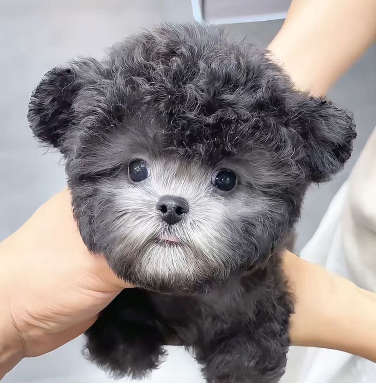 信信家～比熊～灰泰迪～泰迪熊