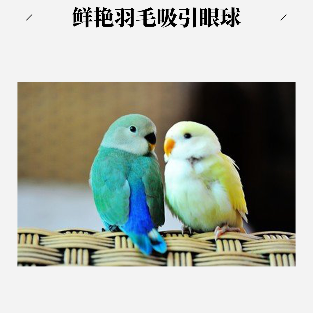 新奇鸟宝宝挑脸牡丹手养亲人可爱萌萌宠物鸟鲜艳羽毛活泼