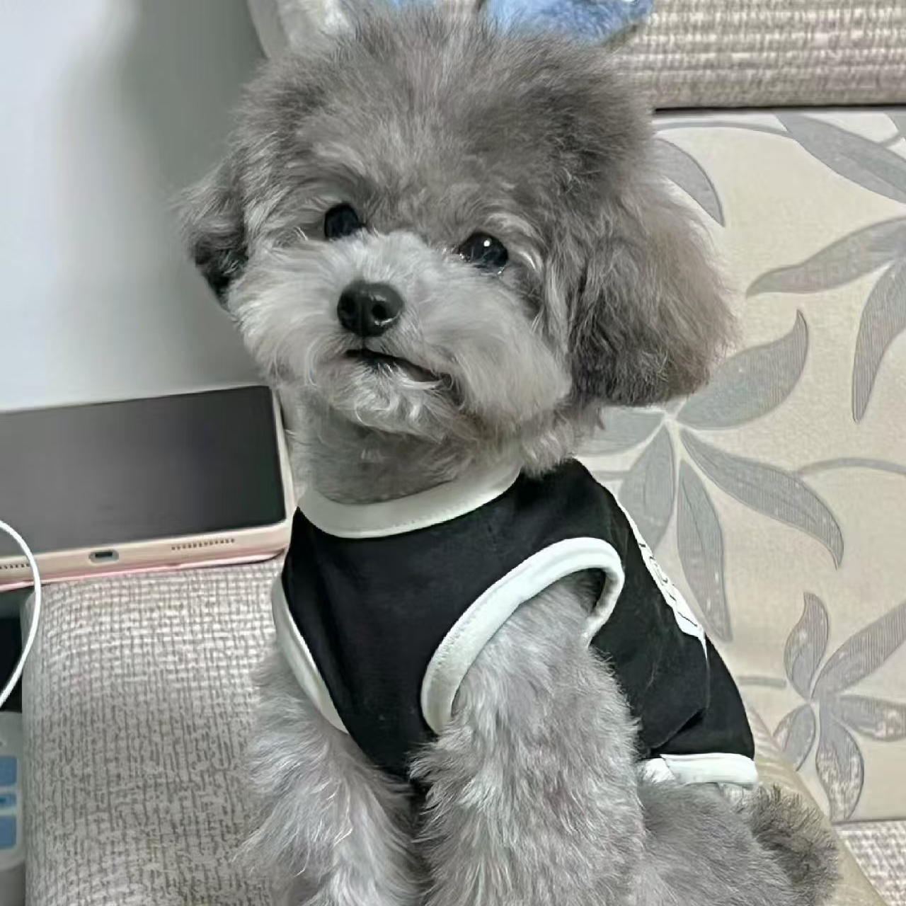 【宠尚人家】小型犬（一物一拍）家庭宠物狗狗可爱幼犬