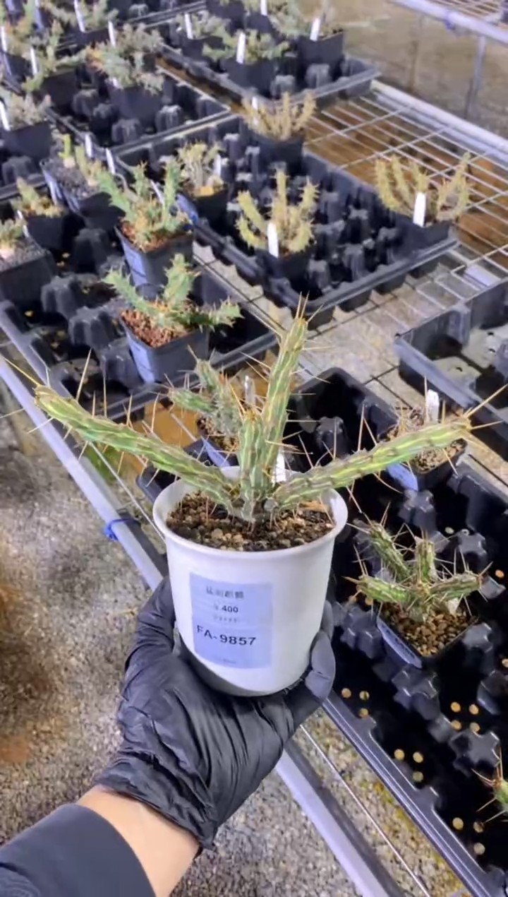 【闪购商品】猛刺麒麟FA-9857