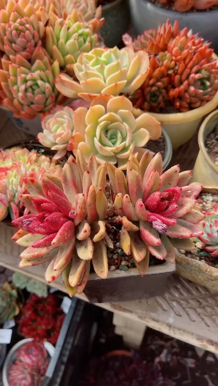 【闪购商品】23412