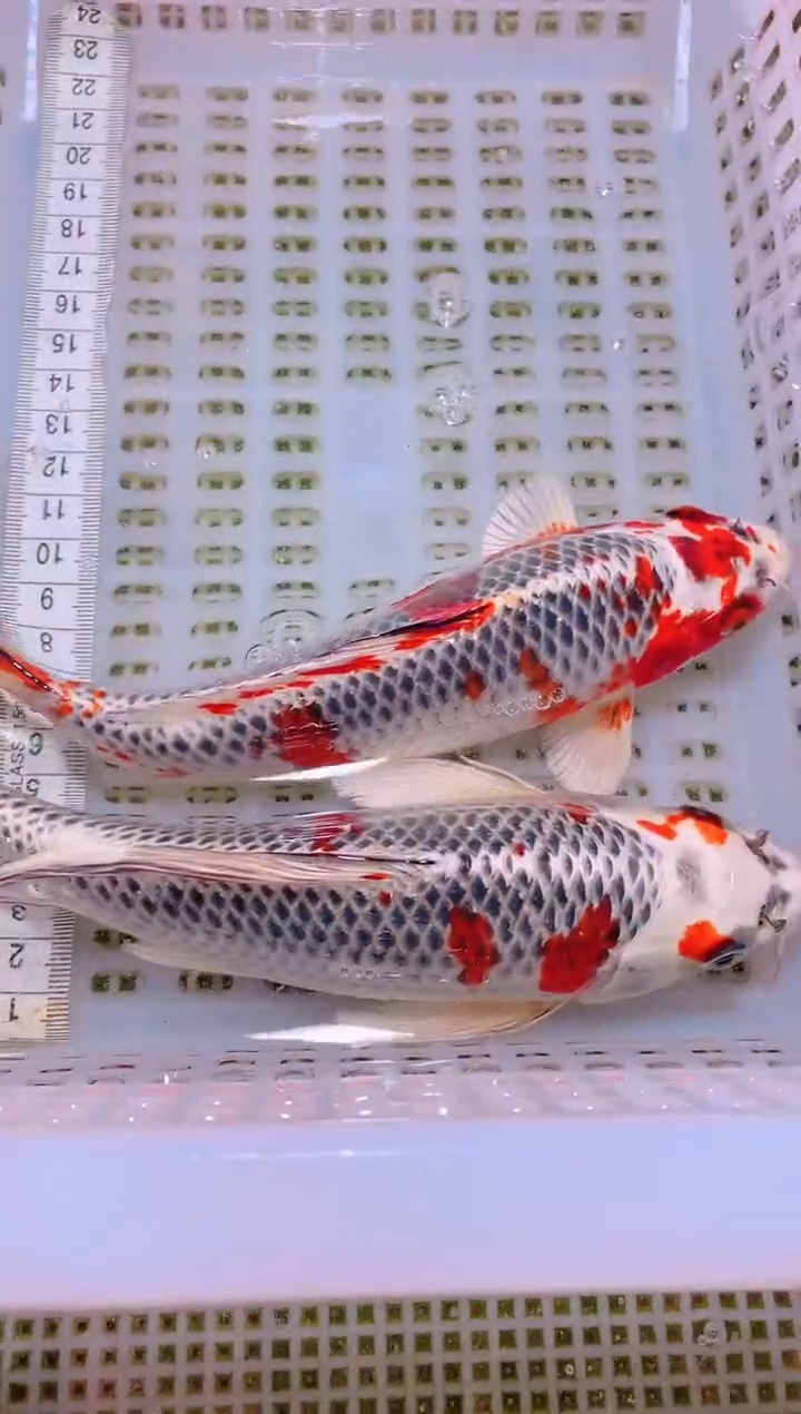 锦鲤冷水观赏鱼全场包邮216