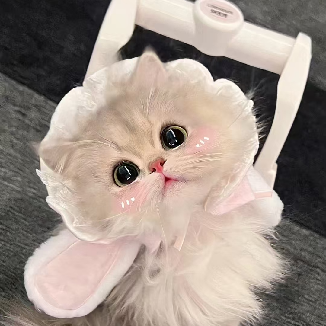 【可爱猫咪】英短精品猫咪