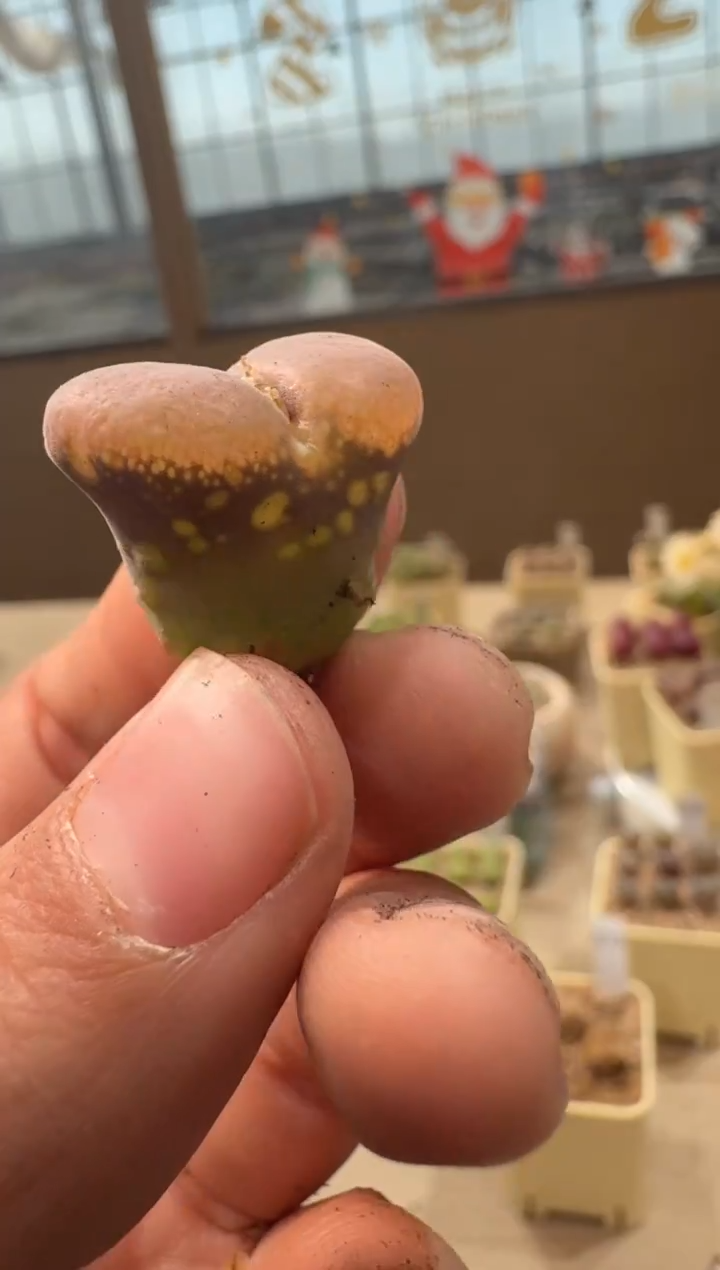 26-78多肉植物肉锥有热气泡 介意勿拍