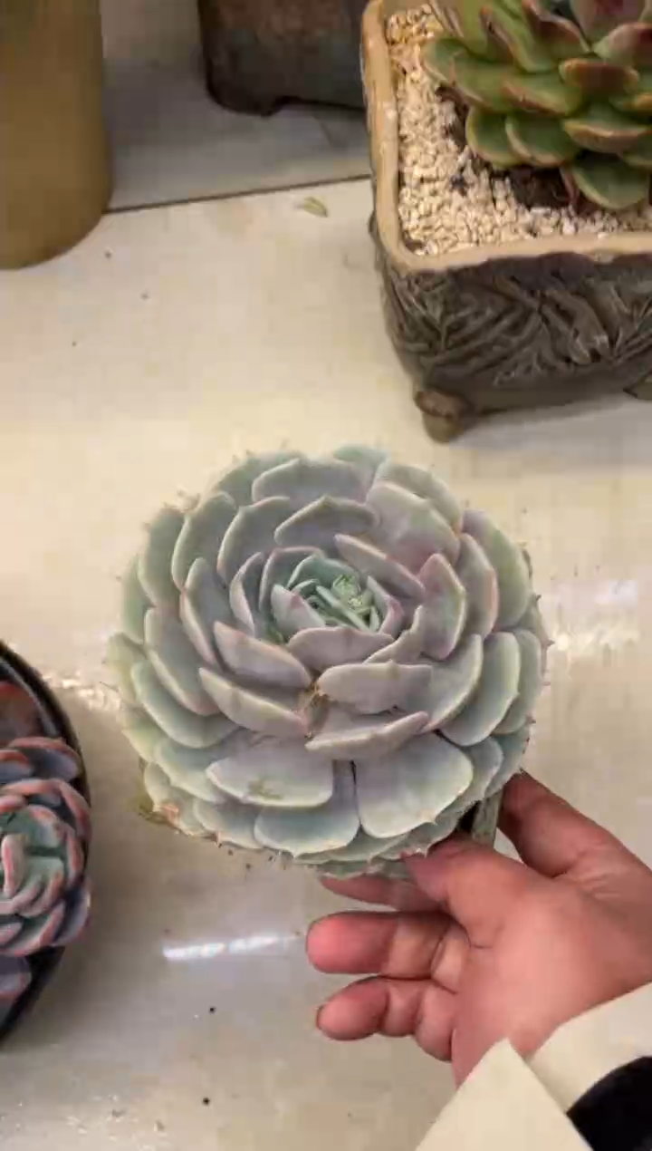 【闪购商品】89露娜莲