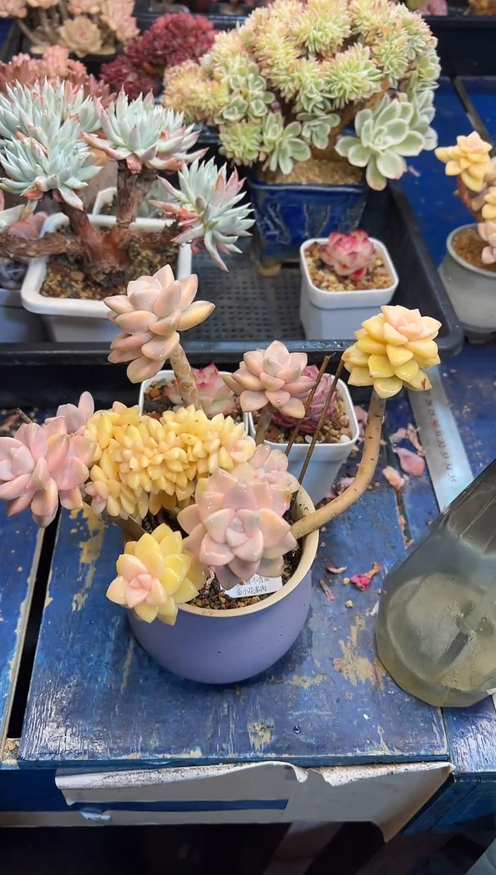 【闪购商品】768不带盆