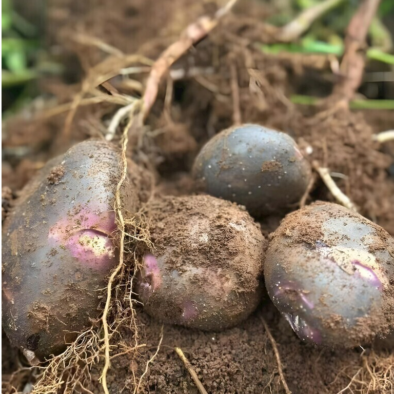 云南高山种植正宗粉糯香转心乌洋芋紫色土豆