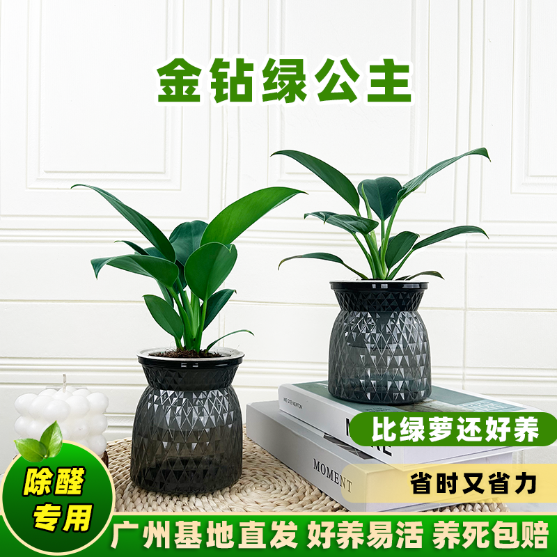 金钻绿公主盆栽植物净化空气适合办公室客厅摆放四季常青水培土培