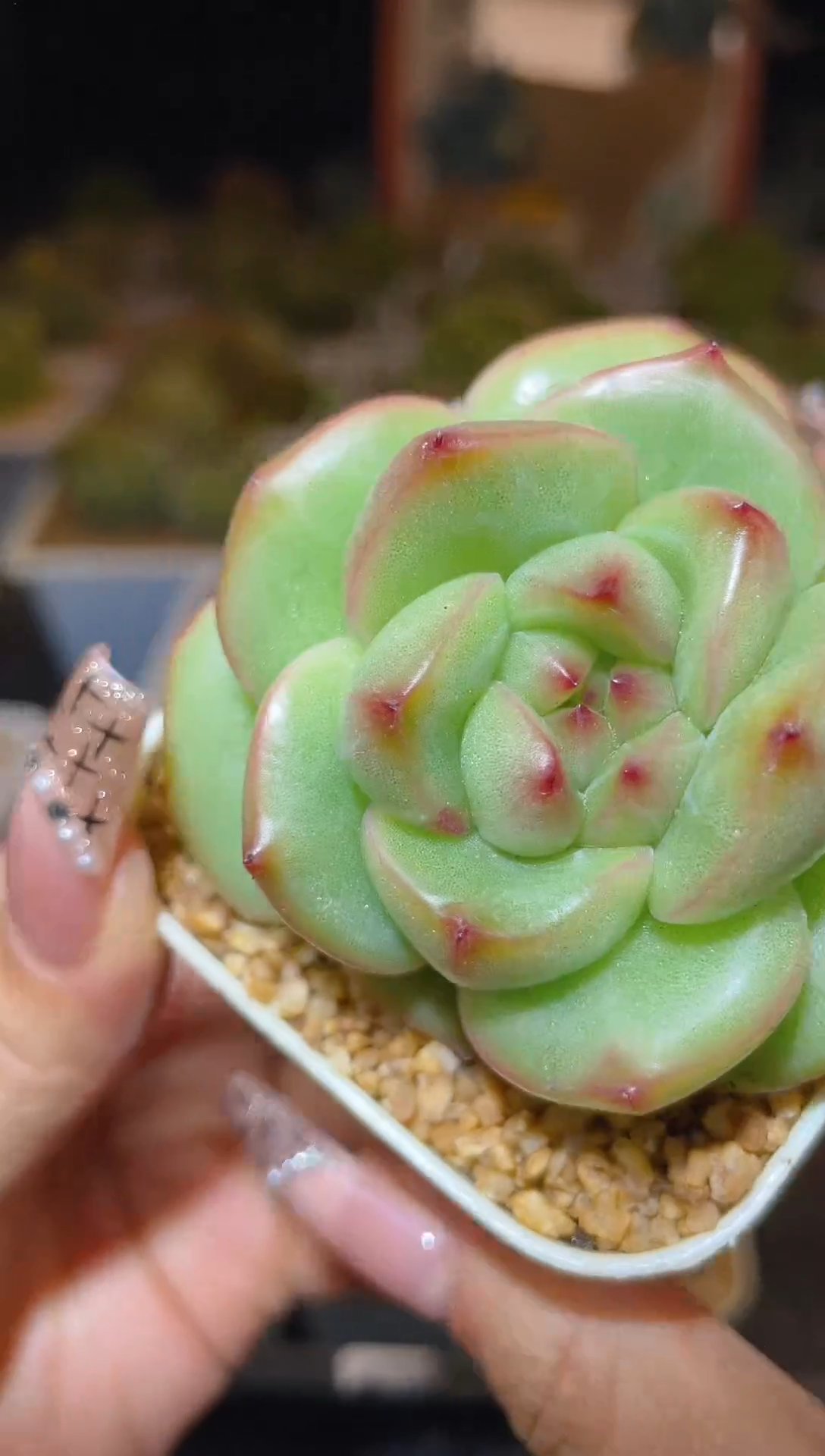 【闪购商品】243珍妮