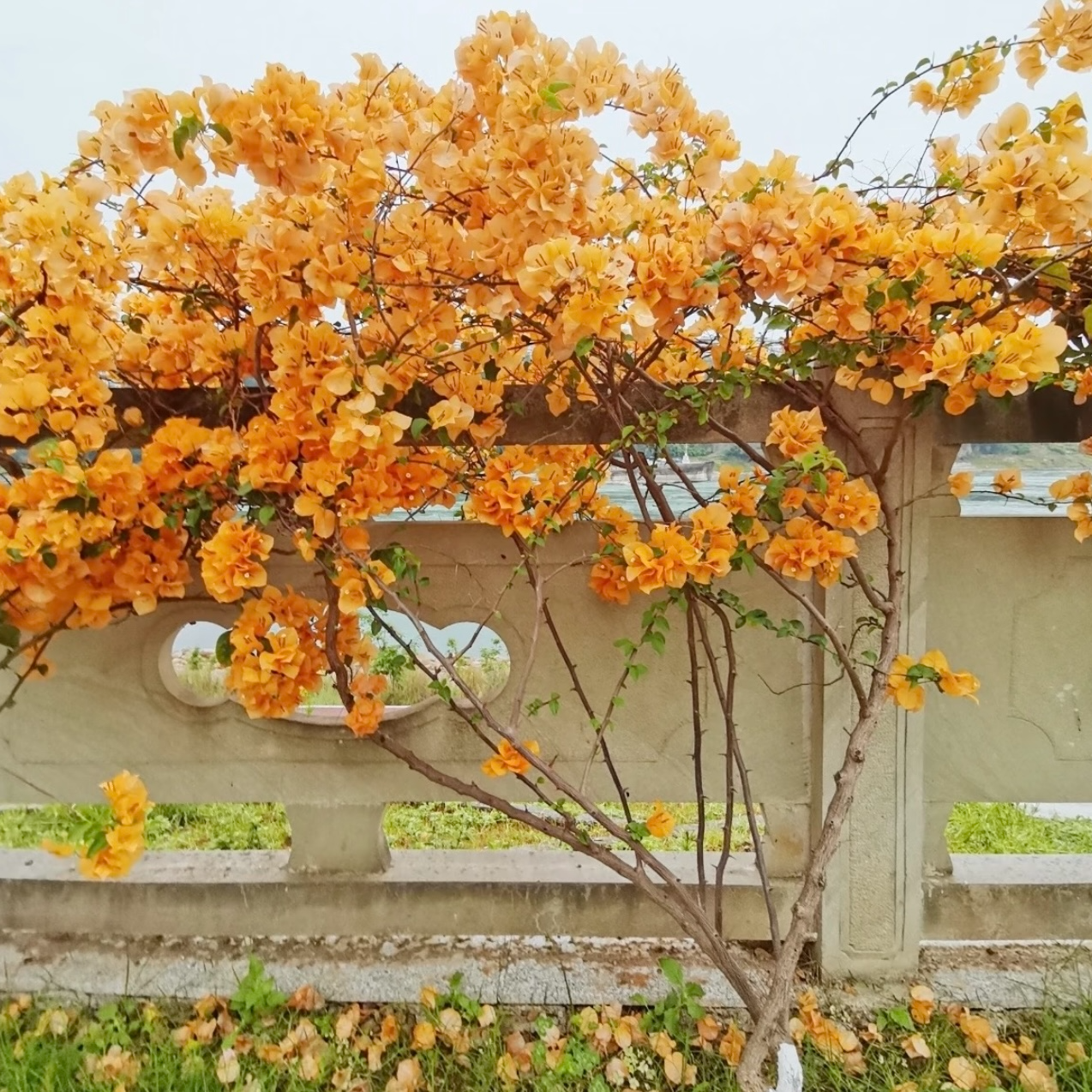 【加州黄】0.5加仑高飘四季勤花爬藤绿植