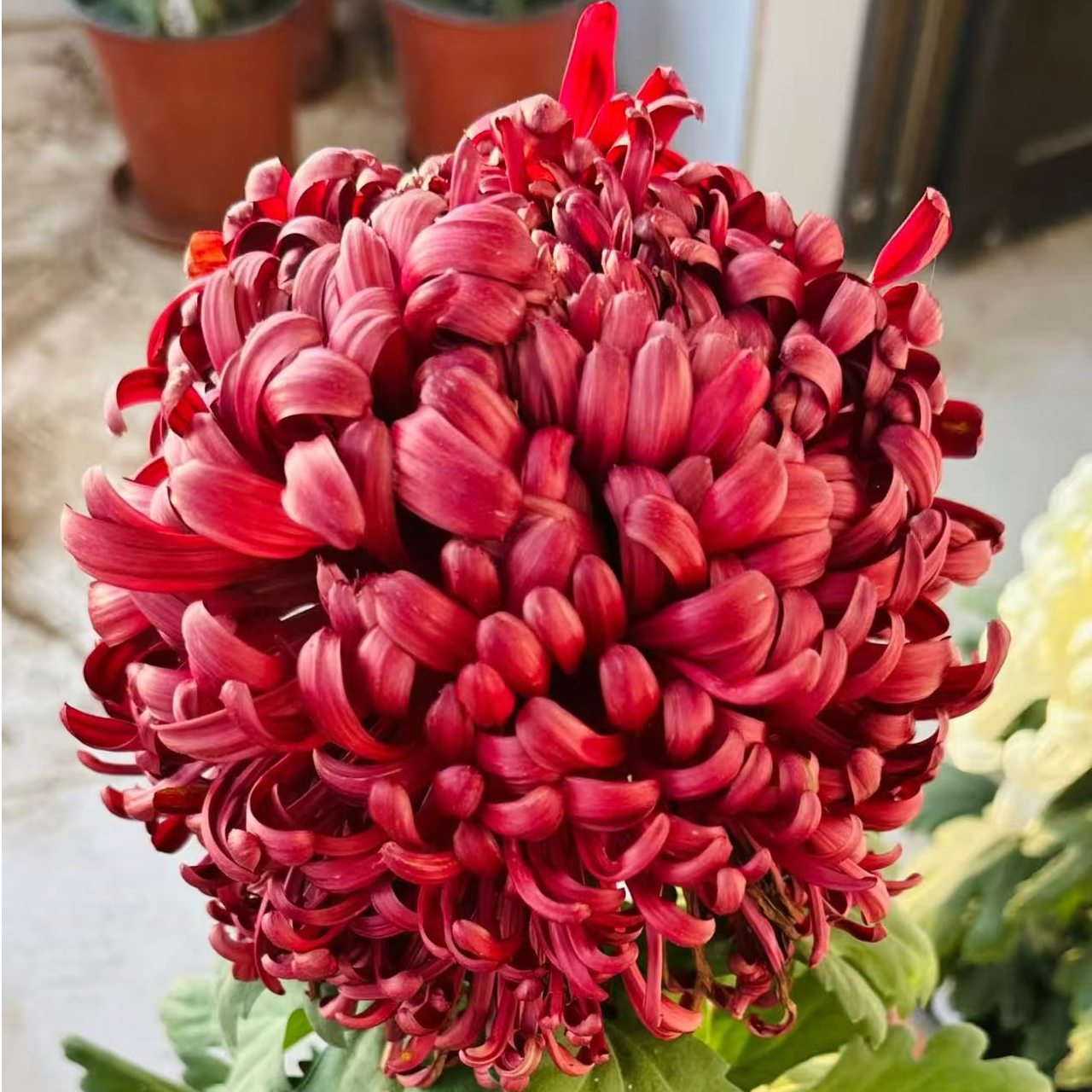 【醉墨淋漓】九月菊大花盆栽【带花苞发货】花苗耐寒阳台庭院易养活