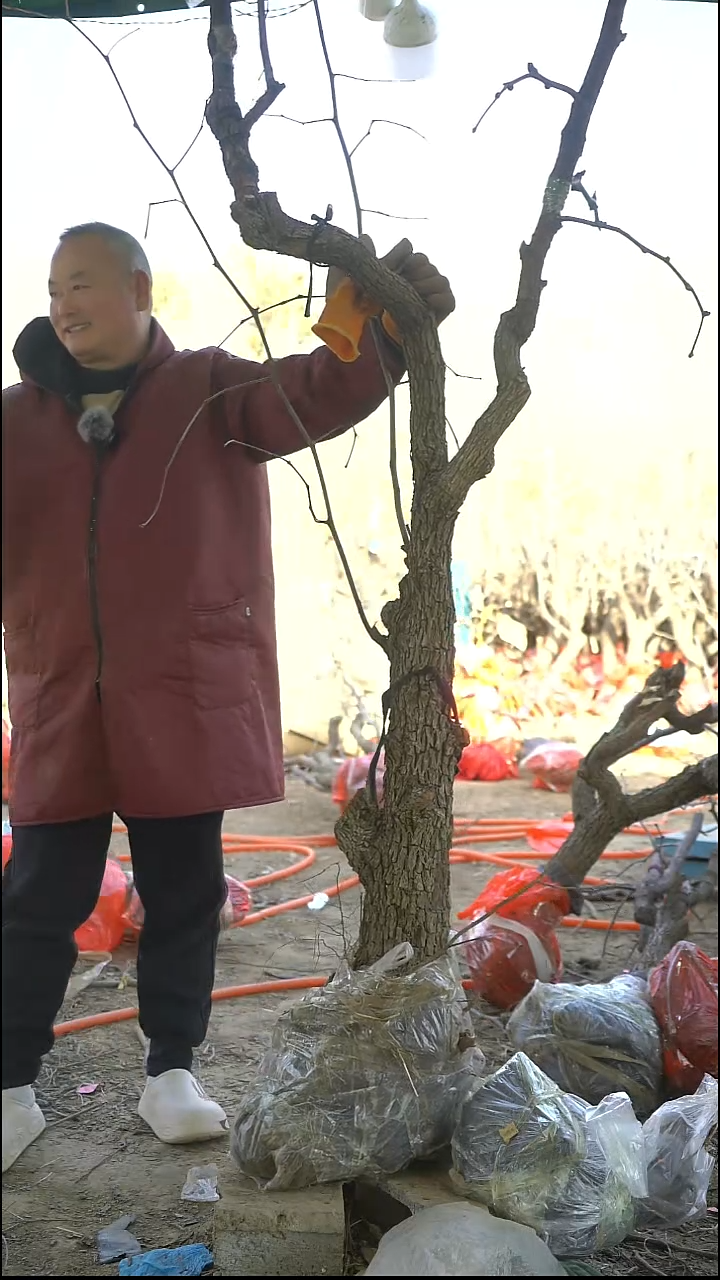 完全开放枣树524