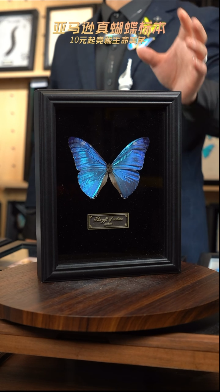 蝴蝶标本摆件竞拍安东尼斯闪蝶d100