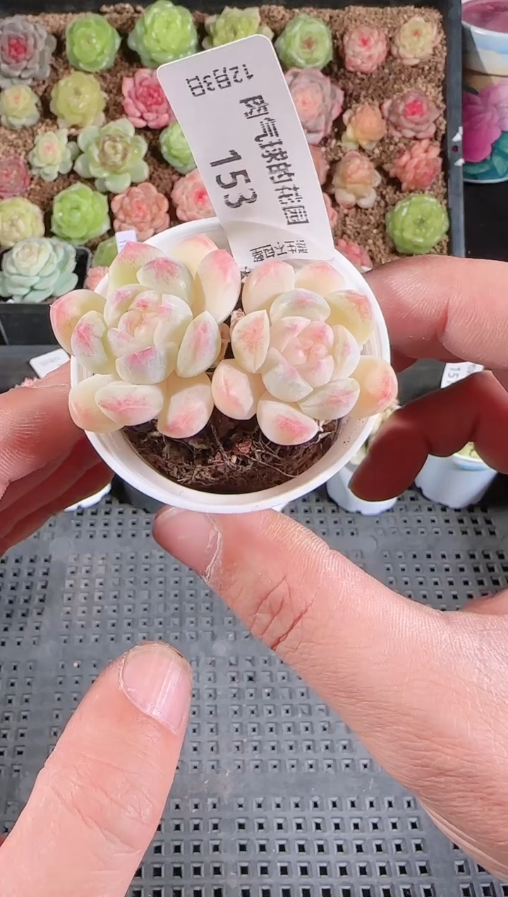 1203-153多肉群生不包整