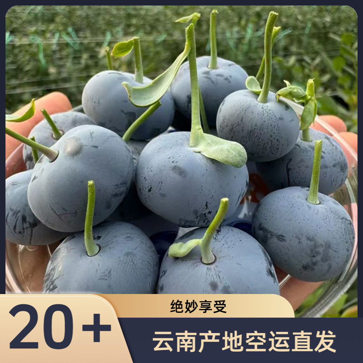 SSS【20+mm】云南高山蓝莓产地空运直发（孕妈宝宝专享）