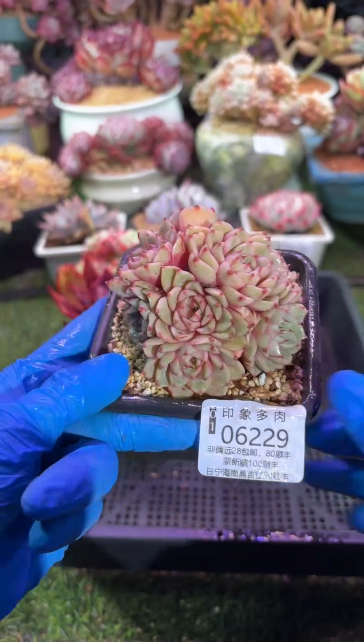 【闪购商品】06229