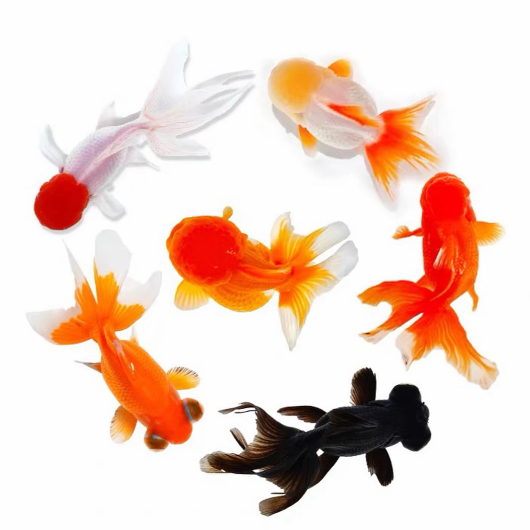 好养耐活观赏小金鱼混搭