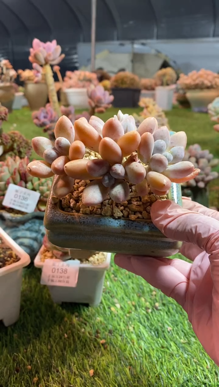 【闪购商品】0141a