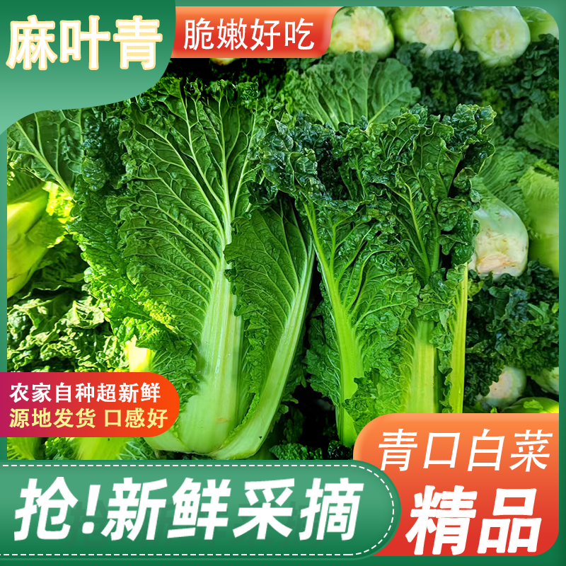 云南新鲜青口白菜高山露天种植火锅麻叶大白菜麻叶菜当季蔬菜青麻