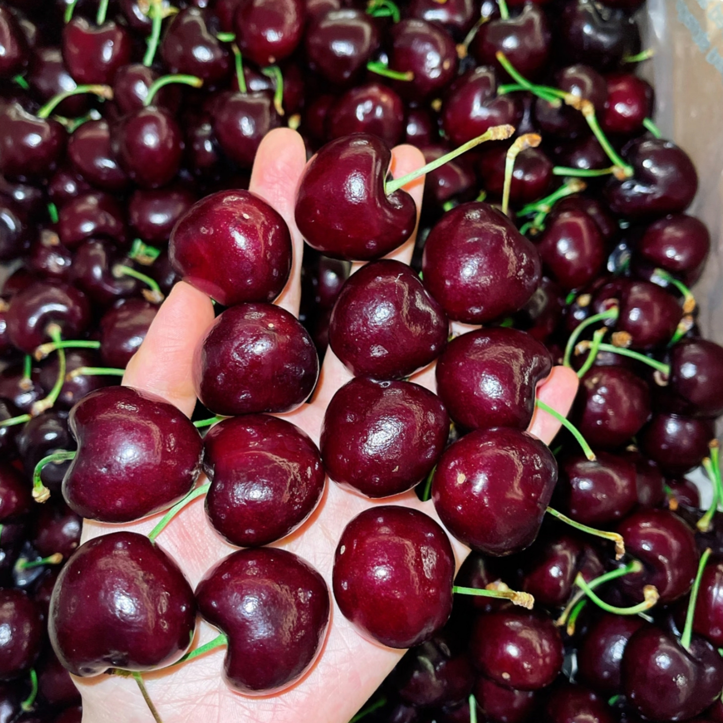 【南宁海吉星档口价】空运新鲜智利进口车厘子脆爽甘甜XLD2.5斤-10斤(内附果径卡)桑提娜智利