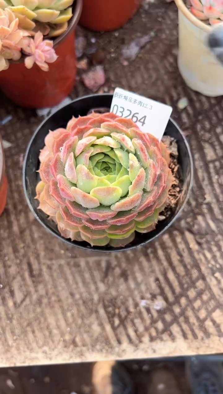 喜***肉多肉植物一物一拍03264