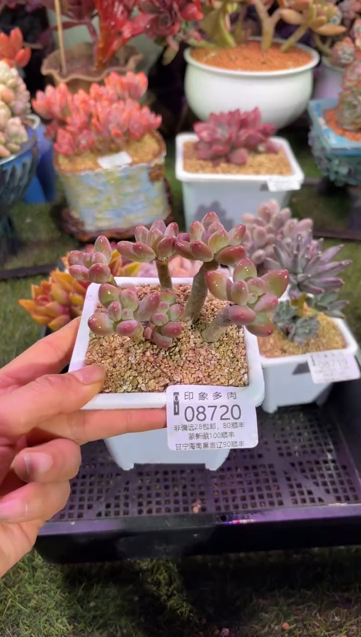 【闪购商品】08720