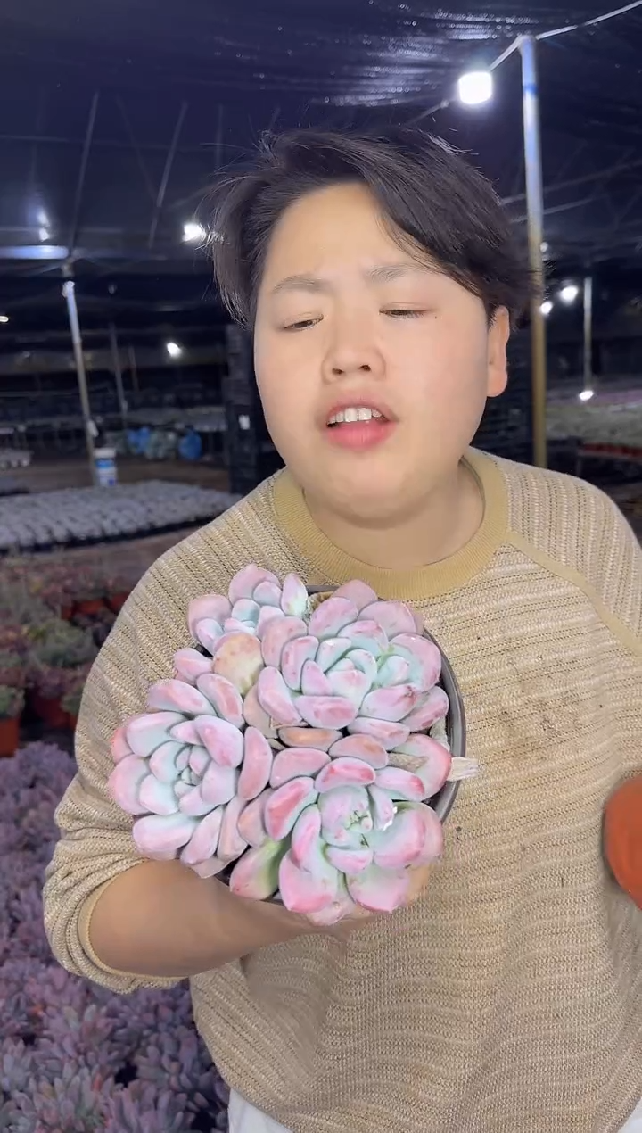 三头起奥普 5.88 