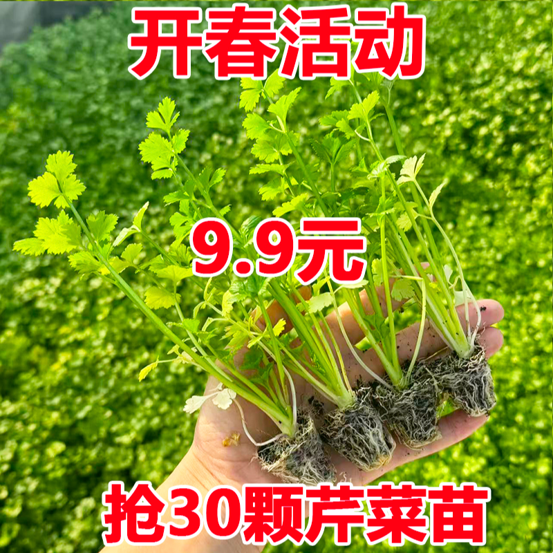 皇后芹菜苗西芹香芹根芹高产四季春秋盆栽阳台基地直发