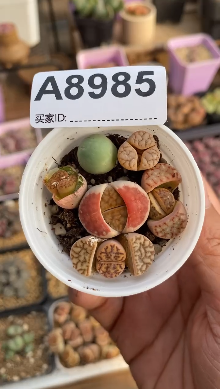 【闪购商品】8985直播一物一拍